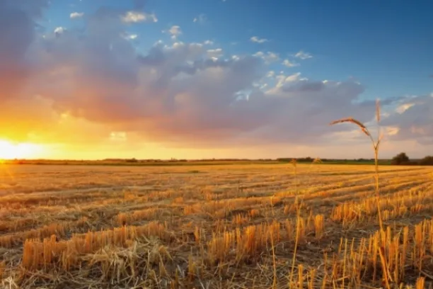 Weizen und andere Soft Commodities steigen wegen Krieg und Wetterphänomenen an den Future-Märkten.