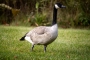 1752142975_adobe_stock_1542895013_c_christopher_kansiche_wildgans_candian_goose.jpg